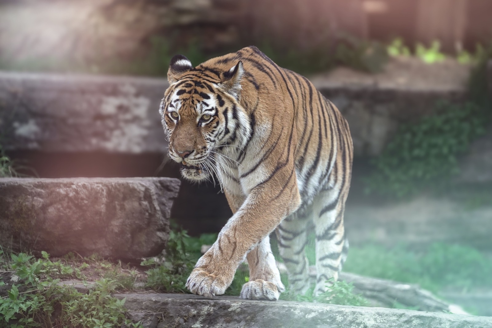 Tigerin Kathinka im Kölner Zoo